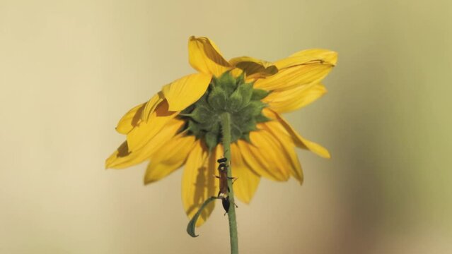 Slow motion video of a wasp making it's way up the stem of a wild sunflower before taking flight, as a bee enters from the left and goes to the front of the flower on a summer day in Southern Utah.