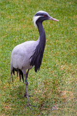 Obraz na płótnie Canvas Grey crowned crane on the grass meadow