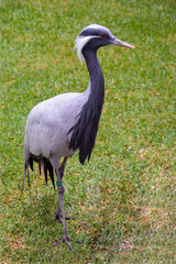 Fototapeta premium Grey crowned crane on the grass meadow