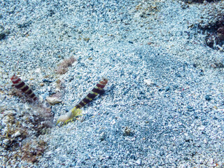 ヒリゾ浜で共生して暮らすクビアカハゼ（ハゼ科）とコシジロテッポウエビ（テッポウエビ科）。

静岡県伊豆半島賀茂郡南伊豆町中木から渡し船で渡るヒリゾ浜にて。
2023年9月30日水中撮影。

Gorgeous prawn goby and Snapping shrimp living together in symbiosis. 

HIRIZO Beach, Nakagi, South IZU, 