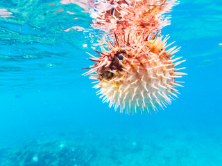 ヒリゾ浜の水面を漂う美しいハリセンボン（ハリセンボン科）。

静岡県伊豆半島賀茂郡南伊豆町中木から渡し船で渡るヒリゾ浜にて。
2023年9月30日水中撮影。

The Beautiful Balloon Porcupinefish drifting on the surface.

HIRIZO Beach, Nakagi, South IZU, Kamo-gun, Izu Peninsula, 