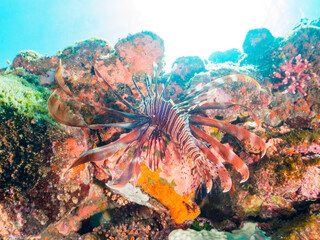 ヒリゾ浜の美しいハナミノカサゴ（ミノカサゴ亜科）。

静岡県伊豆半島賀茂郡南伊豆町中木から渡し船で渡るヒリゾ浜にて。
2023年9月30日水中撮影。

The Beautiful Red Lionfish. 

HIRIZO Beach, Nakagi, South IZU, Kamo-gun, Izu Peninsula, Shizuoka, Japan,
Photo Taken Septemb