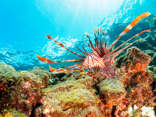 ヒリゾ浜の美しいハナミノカサゴ（ミノカサゴ亜科）。

静岡県伊豆半島賀茂郡南伊豆町中木から渡し船で渡るヒリゾ浜にて。
2023年9月30日水中撮影。

The Beautiful Red Lionfish. 

HIRIZO Beach, Nakagi, South IZU, Kamo-gun, Izu Peninsula, Shizuoka, Japan,
Photo Taken Septemb