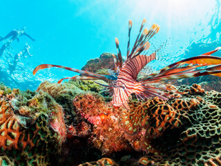 ヒリゾ浜の美しいハナミノカサゴ（ミノカサゴ亜科）。

静岡県伊豆半島賀茂郡南伊豆町中木から渡し船で渡るヒリゾ浜にて。
2023年9月30日水中撮影。

The Beautiful Red Lionfish. 

HIRIZO Beach, Nakagi, South IZU, Kamo-gun, Izu Peninsula, Shizuoka, Japan,
Photo Taken Septemb