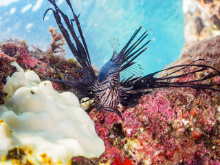 ヒリゾ浜の美しい黒色変異体のハナミノカサゴ（ミノカサゴ亜科）の幼魚。

静岡県伊豆半島賀茂郡南伊豆町中木から渡し船で渡るヒリゾ浜にて。
2023年9月30日水中撮影。

The Beautiful the black mutant Red Lionfish juvenile. 

HIRIZO Beach, Nakagi, South IZU, Kamo-gun, Izu Peninsula, S