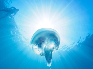 ヒリゾ浜の美しいヒゼンクラゲ（ヒゼンクラゲ科）。

静岡県伊豆半島賀茂郡南伊豆町中木から渡し船で渡るヒリゾ浜にて。
2023年9月30日水中撮影。

The beautiful Edible jellyfish.

HIRIZO Beach, Nakagi, South IZU, Kamo-gun, Izu Peninsula, Shizuoka, Japan,
Photo Taken Septe