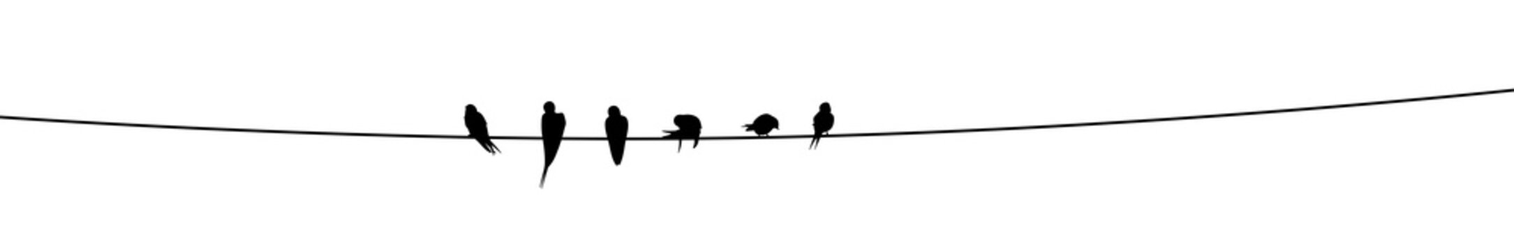 Silhouette of birds on a wire. Swallows sit on a wire.