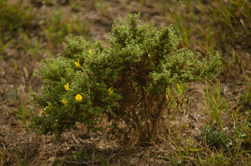 green plant im the field