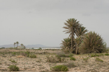 palms in the spanish desert