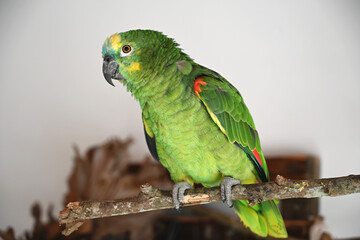Green exotic tropical parrot in Brazil