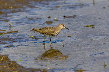 レンコン畑で餌を探すオジロトウネン
