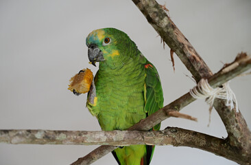 Green exotic tropical parrot in Brazil