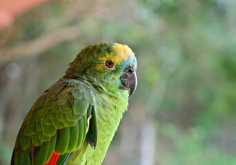 Green exotic tropical parrot in Brazil