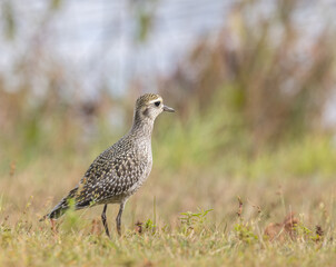 An American Golden Plover on a grassy shore