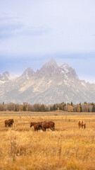 horses in the mountains