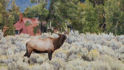 elk in yellowstone national park