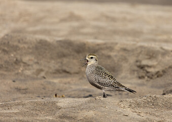 An American Golden Plover on a sandy beach in Muskoka