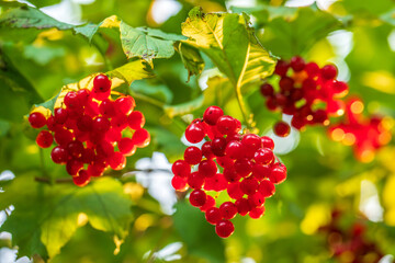 Bunches of viburnum close up, sunlight, juicy berries red viburnum are source of vitamins 