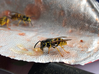 Wespen naschen Marmelade