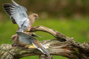 Mourning Doves fighting in Autumn