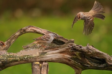 Obraz premium White Crowned Sparrows perched and flying