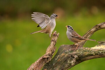 White Crowned Sparrows fighting on a perch