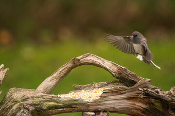 Dark Eyed Junco flying onto a branch