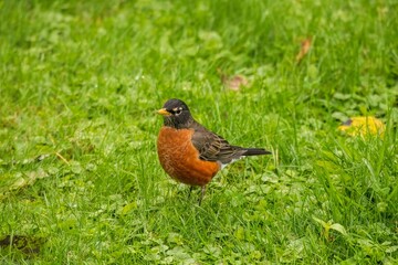 robin on the grass