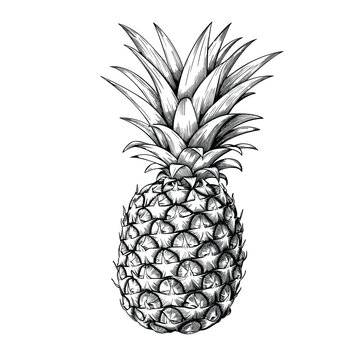 Hand Drawn Sketch Pineapple Fruit Illustration