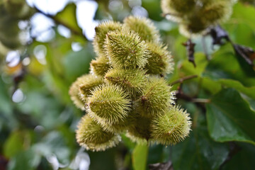 Bixa orellana tropical shrub fruits