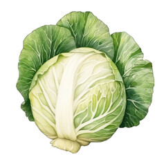 Fototapeta premium Cabbage or lettuce Isolated on white transparent background