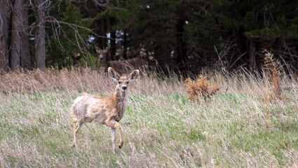 Mule Deer Stomping