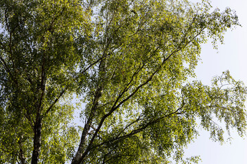 Obraz premium A variety of trees growing in the park