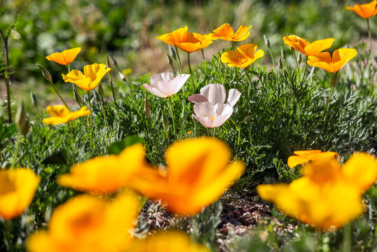 Yellow and white california poppies Eschscholzia californica