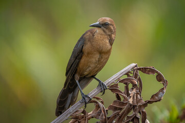 Boat-tailed Grackle- female
