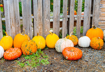 Assortment of Fresh Gourds at Orchard in The Hood River Valley, Parkdale, Oregon, USA