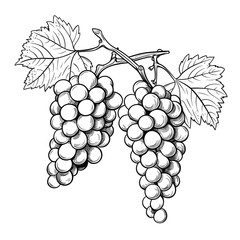 Hand Drawn Sketch Grapes Fruit Illustration