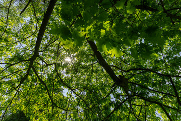 Fototapeta na wymiar oak with green foliage in the spring season