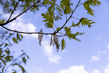 oak foliage and flowers in the spring season