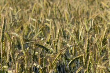 An agricultural field where ripening cereal wheat grows