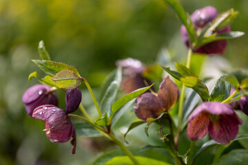 Naklejka na ściany i meble Close-up of purple Christmas roses (Helleborus niger) with raindrops
