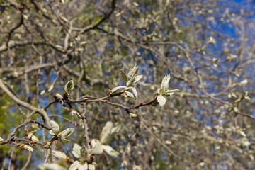 deciduous trees in the forest in the spring season