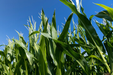 a field with a harvest of unripe green corn