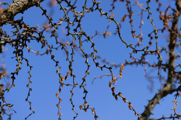 European larch during the appearance of the first needles in spring