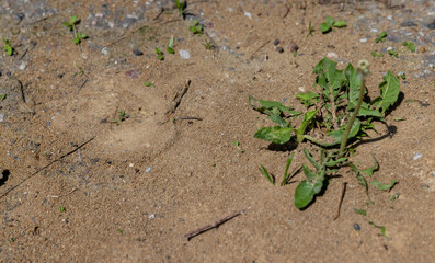 little black ants running at the entrance to the anthill, ants
