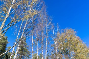 Papier Peint photo Bouleau Birch grove with tall birch trees in autumn