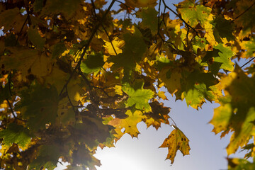 Yellowing maple foliage in the autumn season
