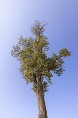 a tall linden tree on a blue sky background