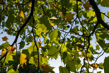 sycamore tree in the autumn season with foliage changing color