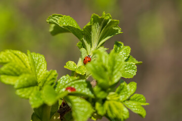 green foliage on a rosehip bush in spring